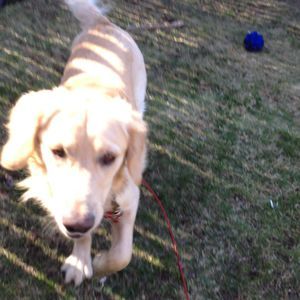 Meet your Posher, Chase